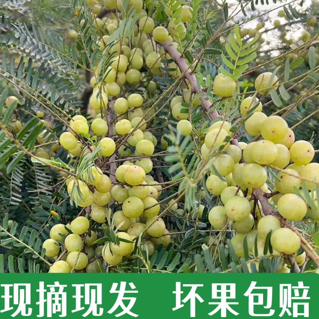 新鲜采摘油甘果余甘果滇橄榄油甘酸水果油甘泡酒果子油柑新鲜现摘
