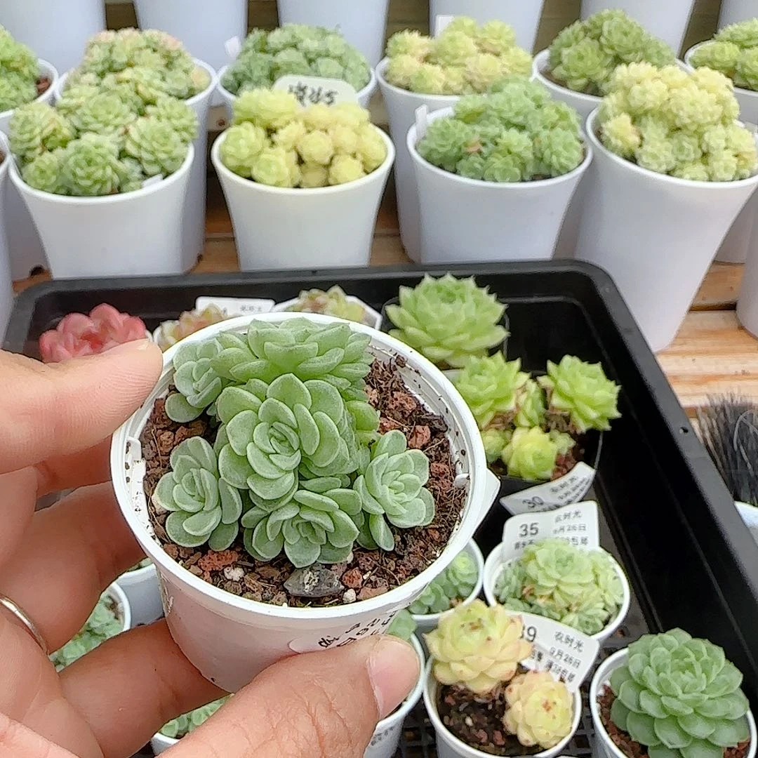 夏****【闪购商品】0926-47优选麦杆