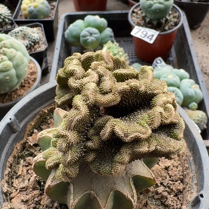 0694薄叶花龙缀化仙人球