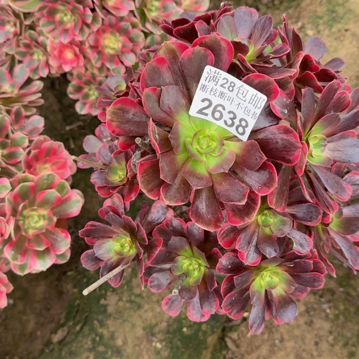 2638南凤冠多肉植物