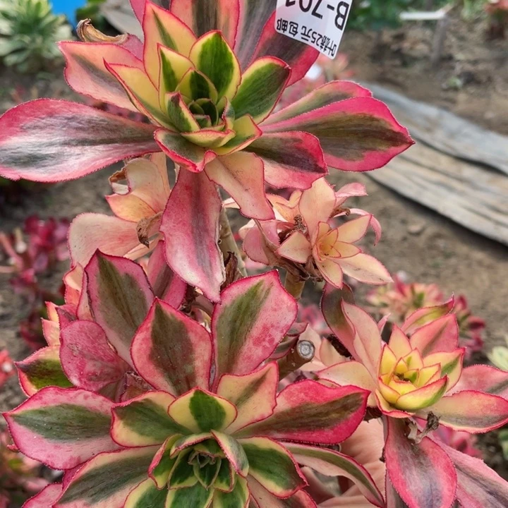 701魅影有砍根少多肉12345678