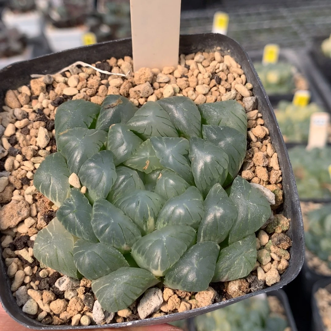 429实生玉露多肉植物