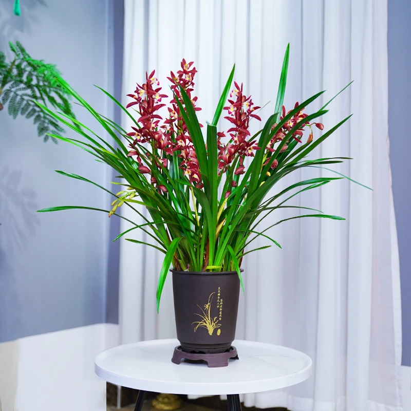 【红双喜】2-3支花剑起带花苞兰花庆红花年宵花耐寒花期长