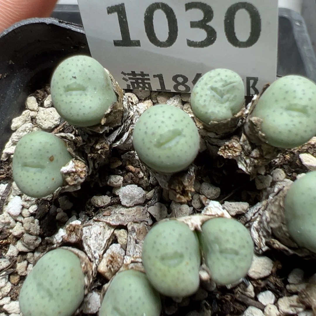 【闪购商品】1030……