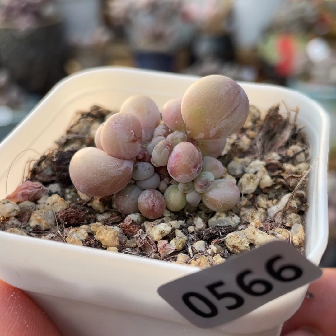 西瓜奶酪多肉植物带盆发货