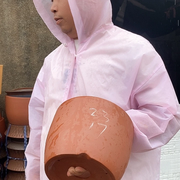 紫砂花盆盆栽观赏