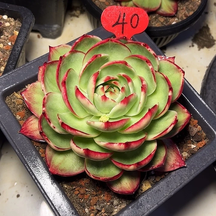 惊鸿仙子一物一拍，14厘米左右