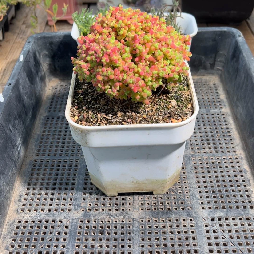 立****渚枝干番杏多肉植物 立华兑分