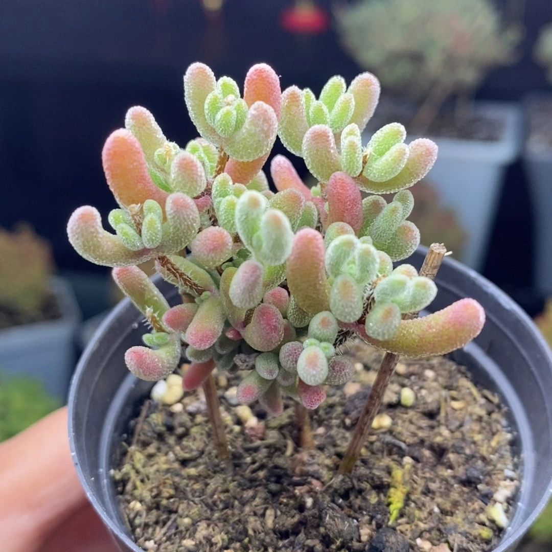 c27号实生红叶枝干多肉