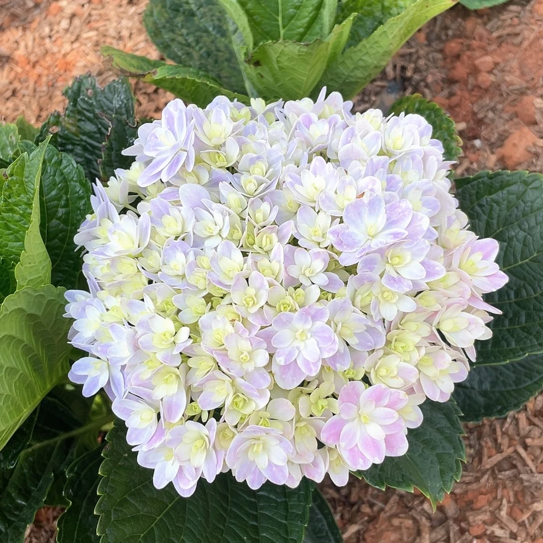 绣球切花一物一拍3枝包邮，26