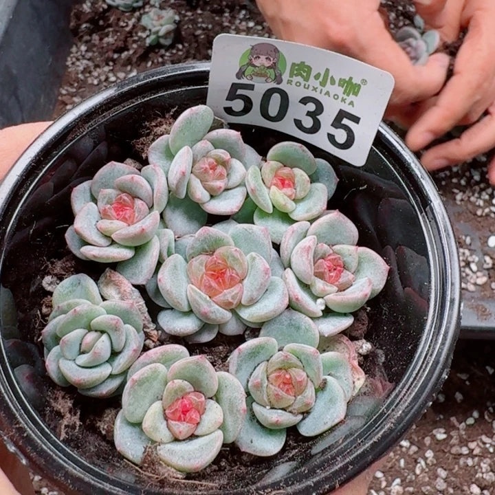 多肉植物多肉植物