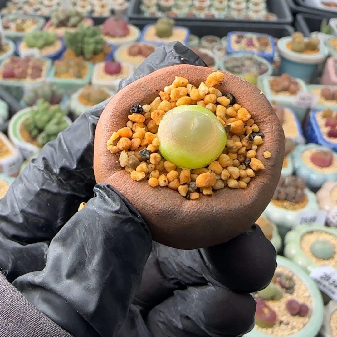 2921--一物一拍 带盆