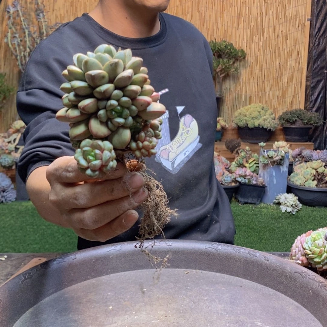 一**好415号葡萄多肉