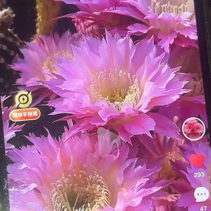 仙人球紫薇星瑕疵黑点回去凉