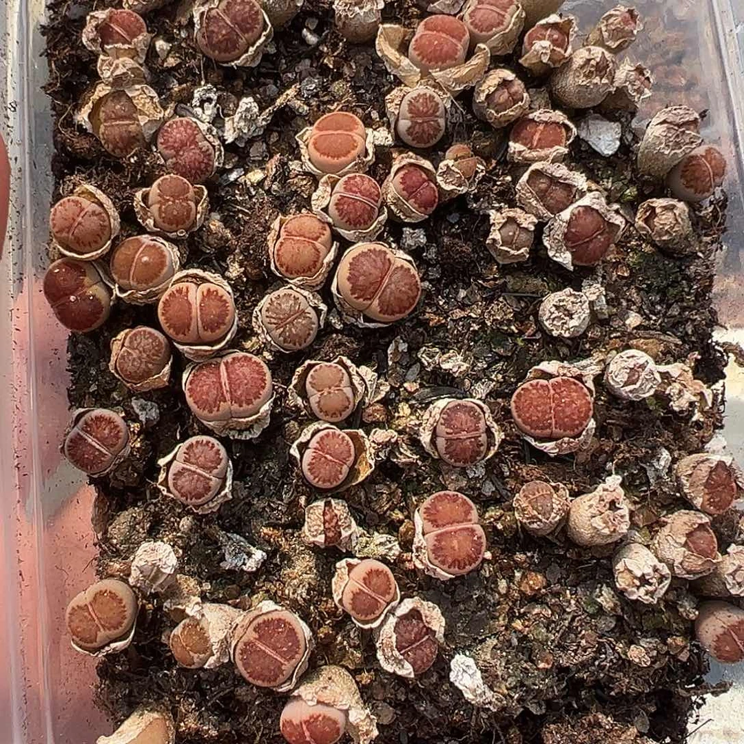 701小美菊111111111111