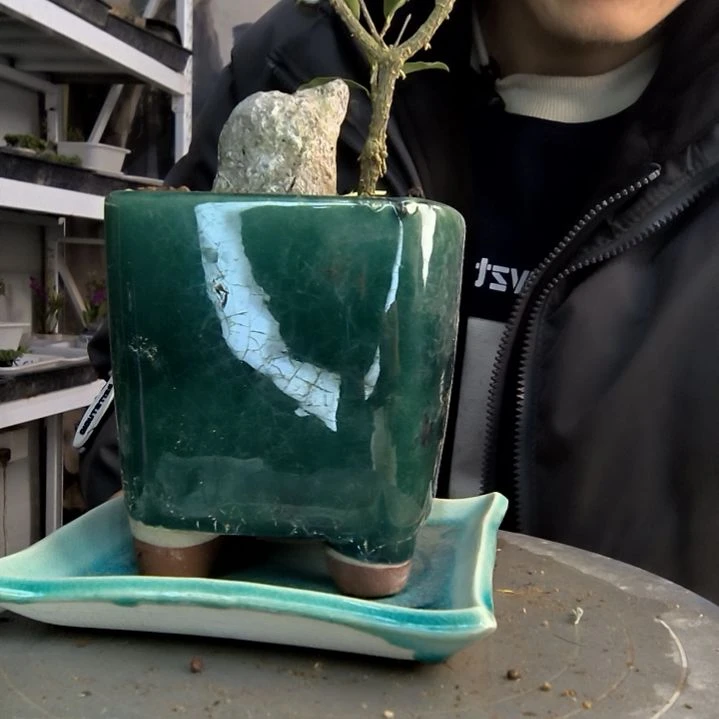 S**K小盆景小植物一物一拍50