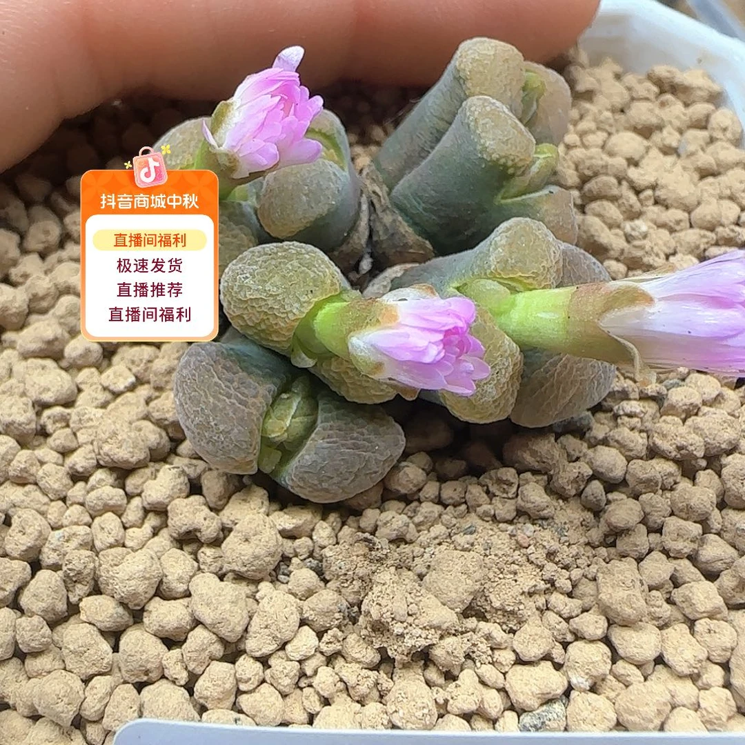 *****哈哈哈哈哈哈哈哈哈哈53475