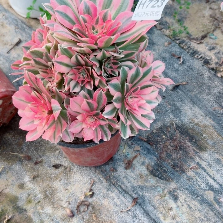 723。女巫多肉植物的