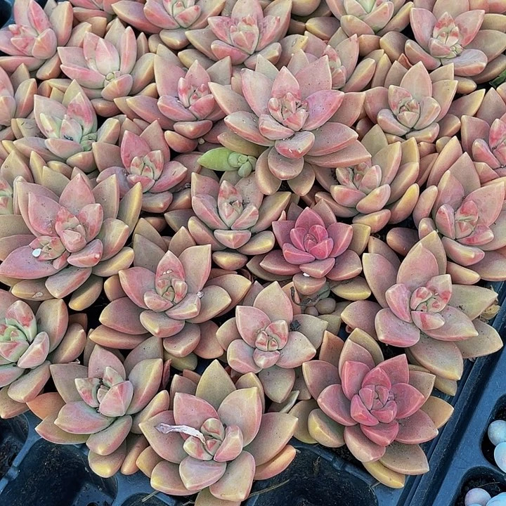 布丁1.5带土发货