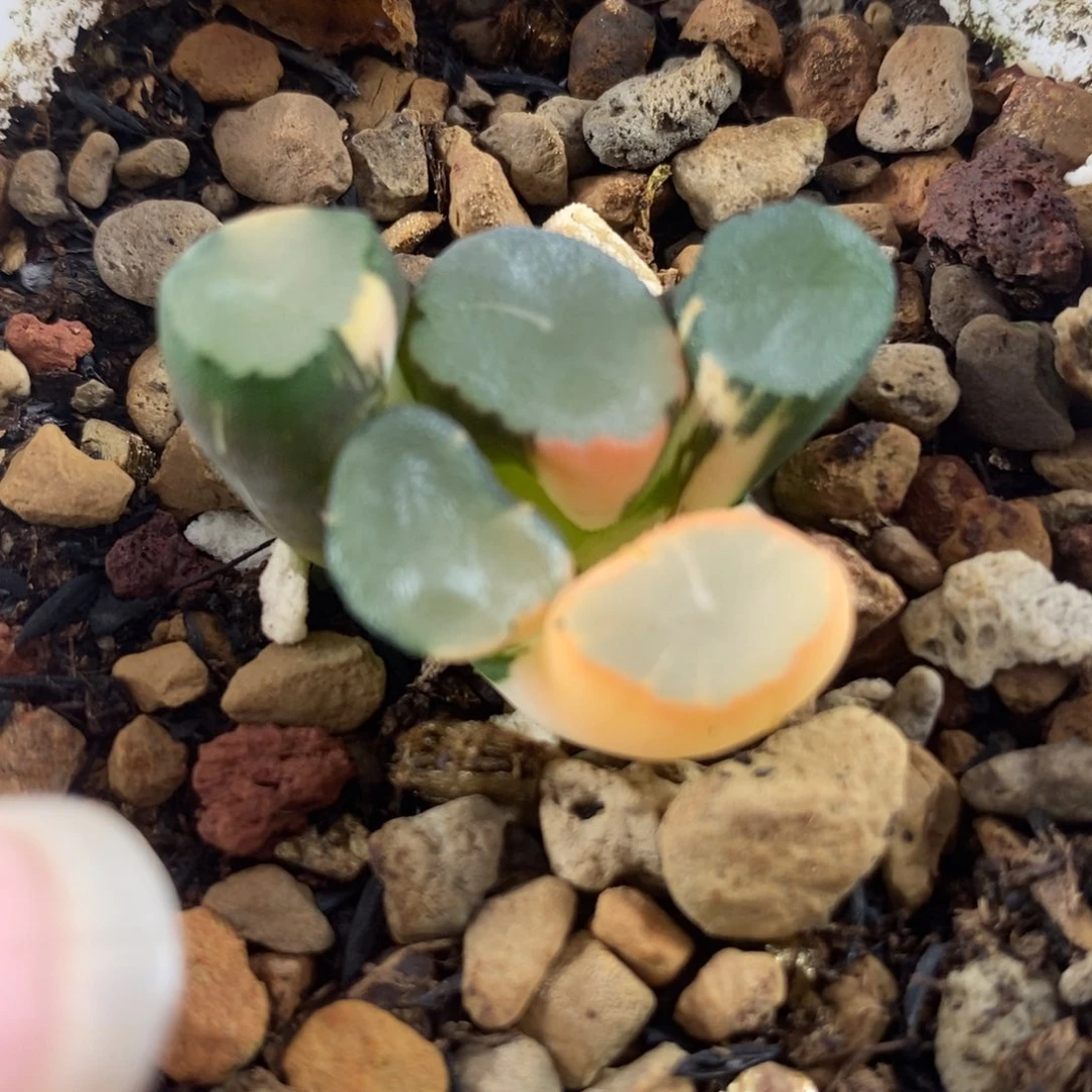 487山之翠万象锦一物一拍