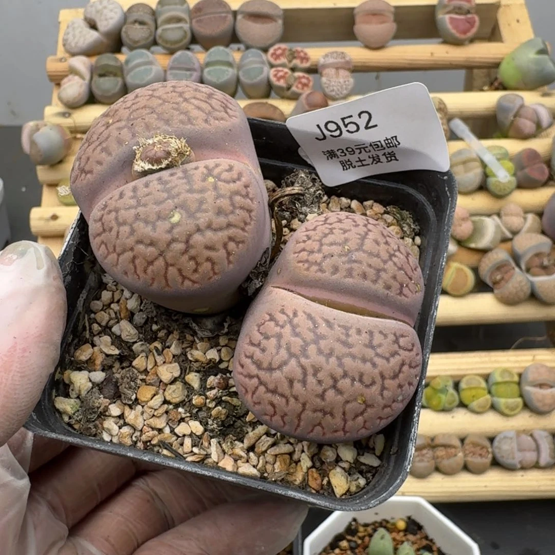 952哈哈哈哈哈哈哈哈哈哈