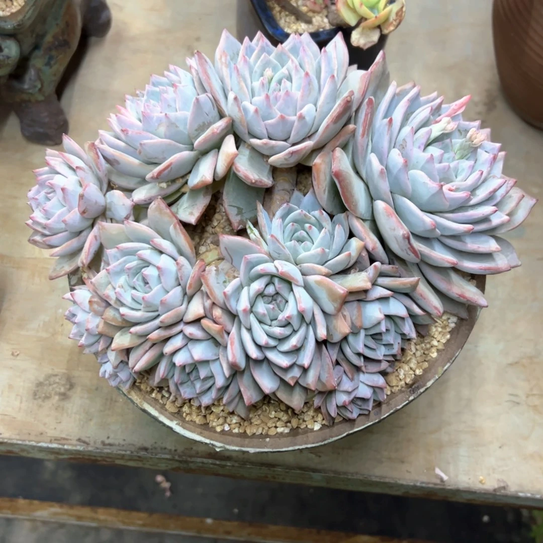 粉蓝鸟98 零零多肉植物