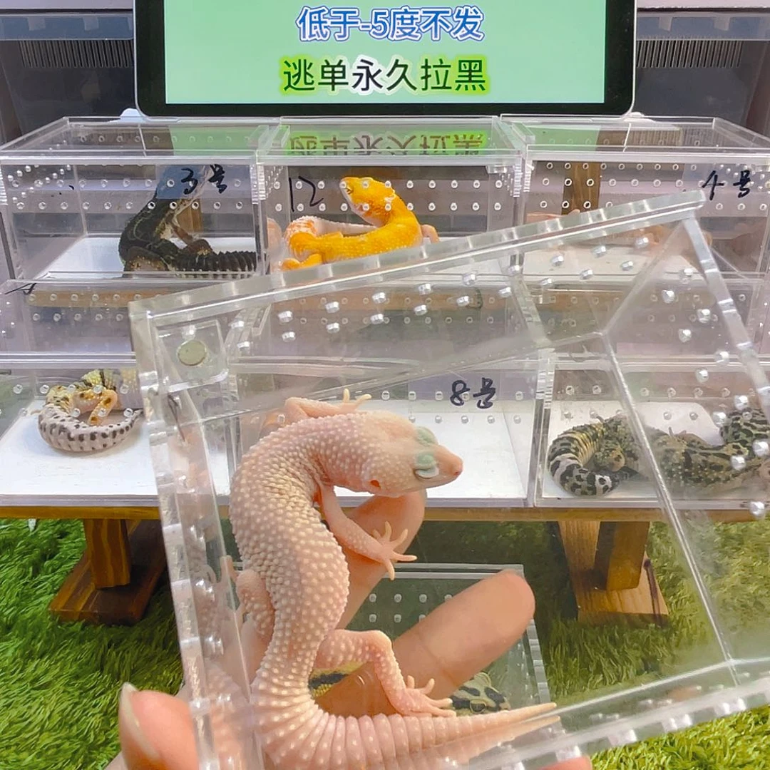 豹纹守宫守宫好看可爱你人