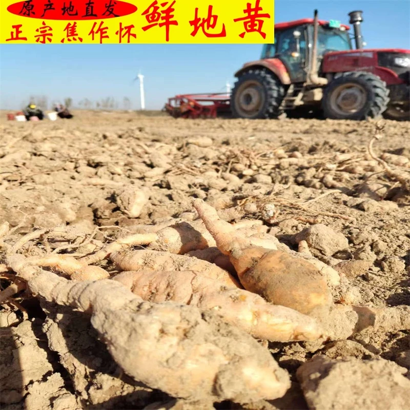 河南焦作鲜怀地黄新鲜根茎3斤，自家种植新鲜采挖凉拌煲汤熬粥泡茶