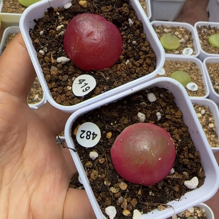 （瑕疵）灯泡2.3-2.6cm多肉植物脱土