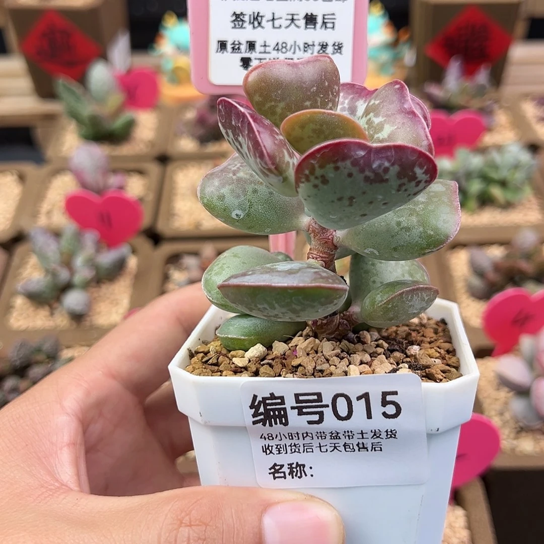 健***忙015爱心水泡多肉植物