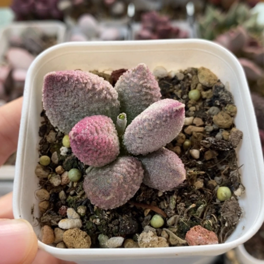 【闪购商品】无花朵冰晶冰淇淋