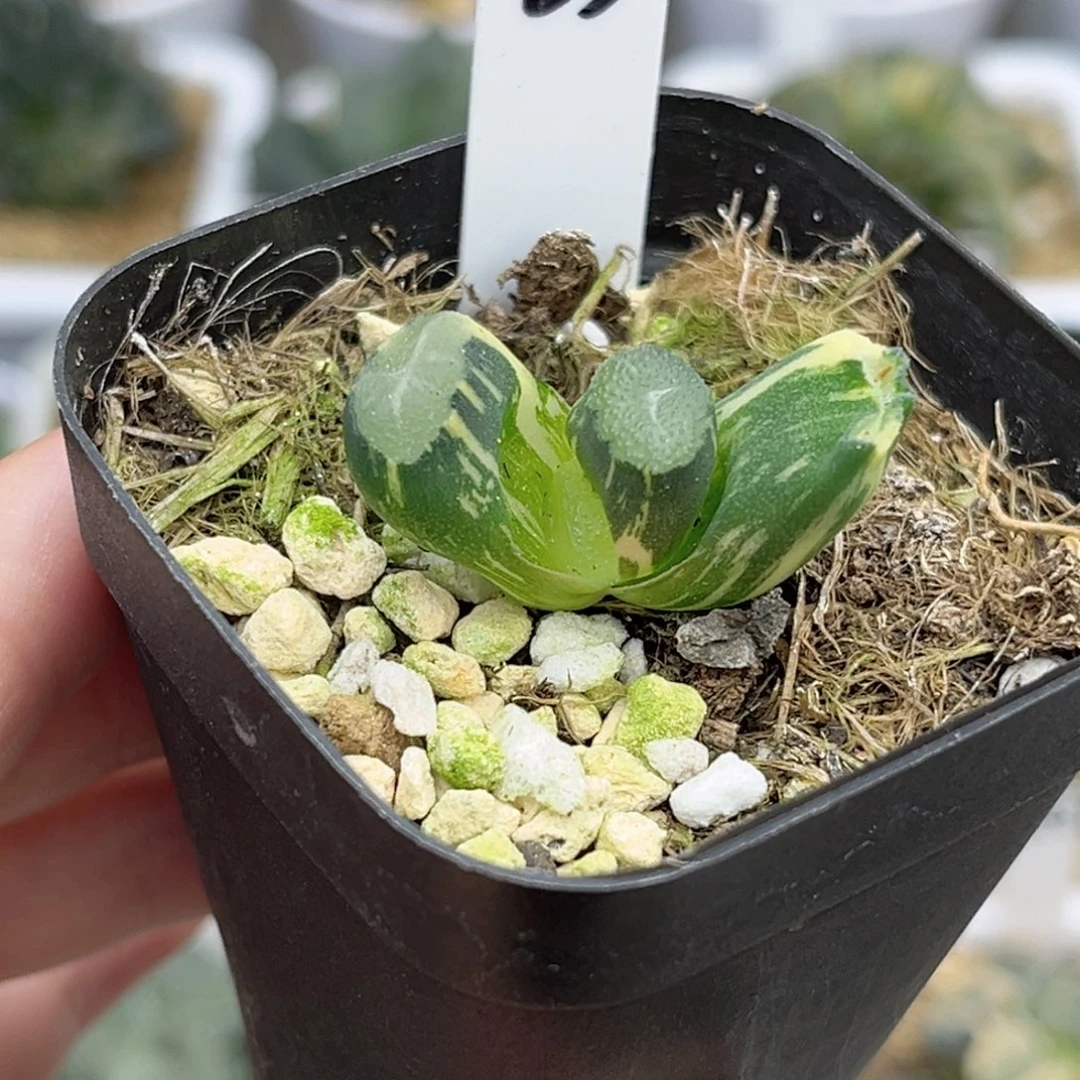 33玉龙万象锦福利专场