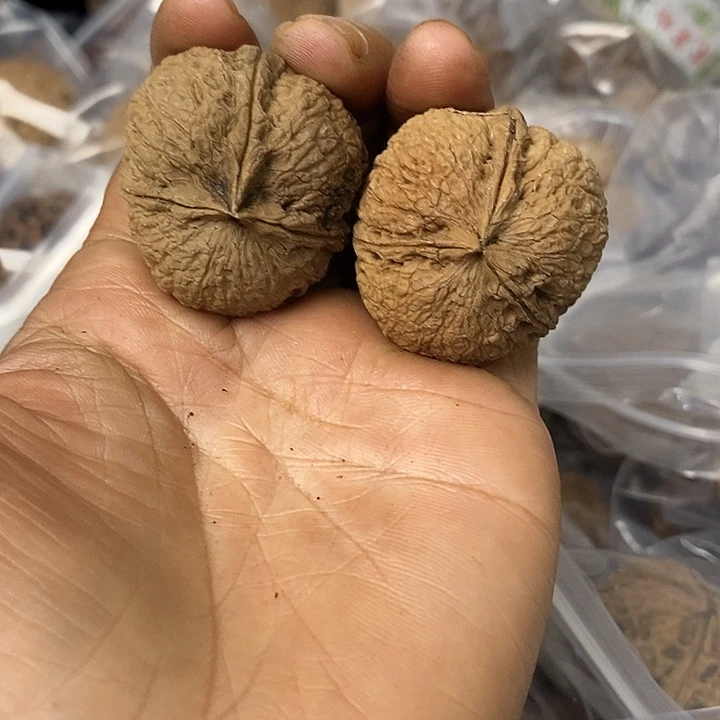 核桃云南铁核桃基地43