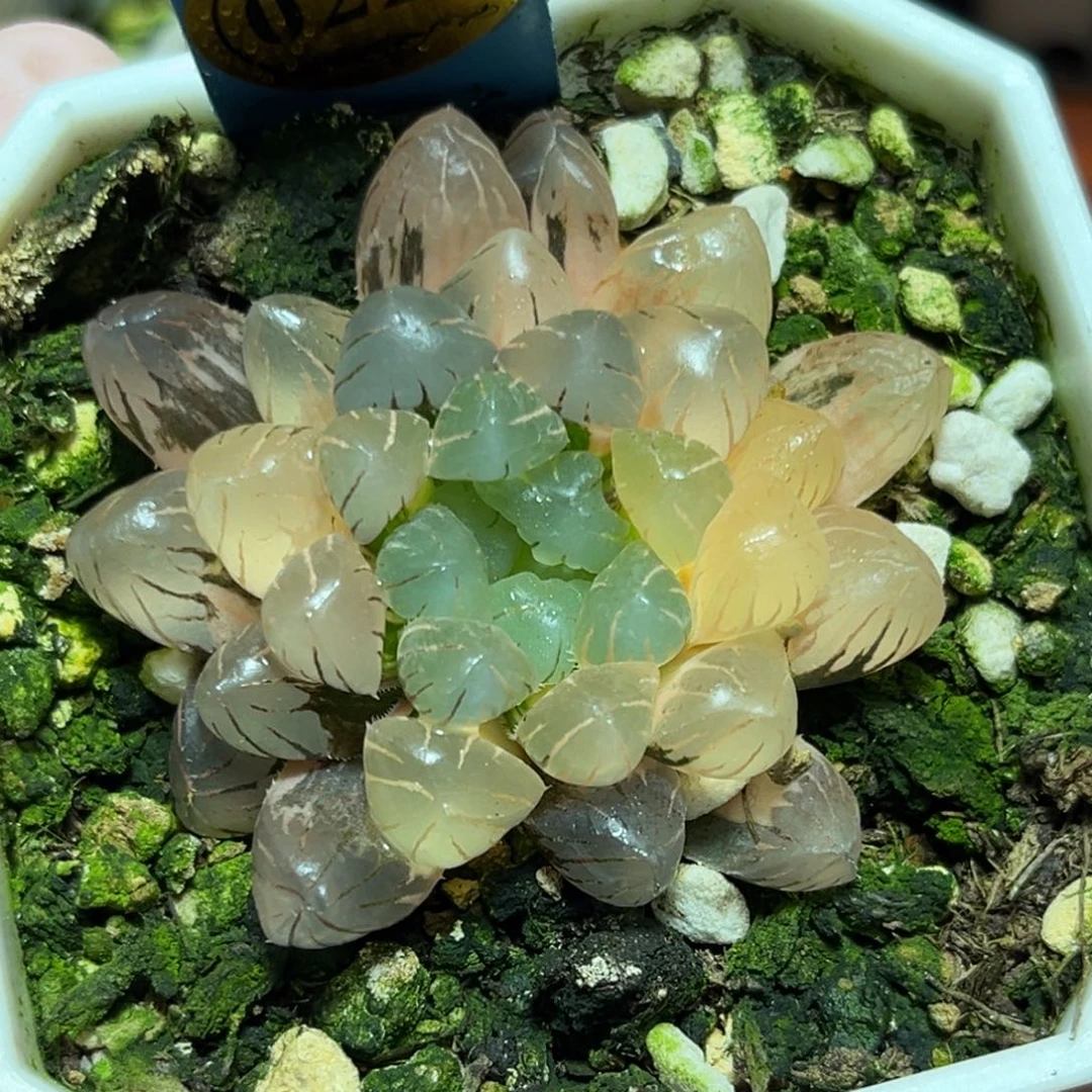 恭喜发财大吉大利0223冰灯