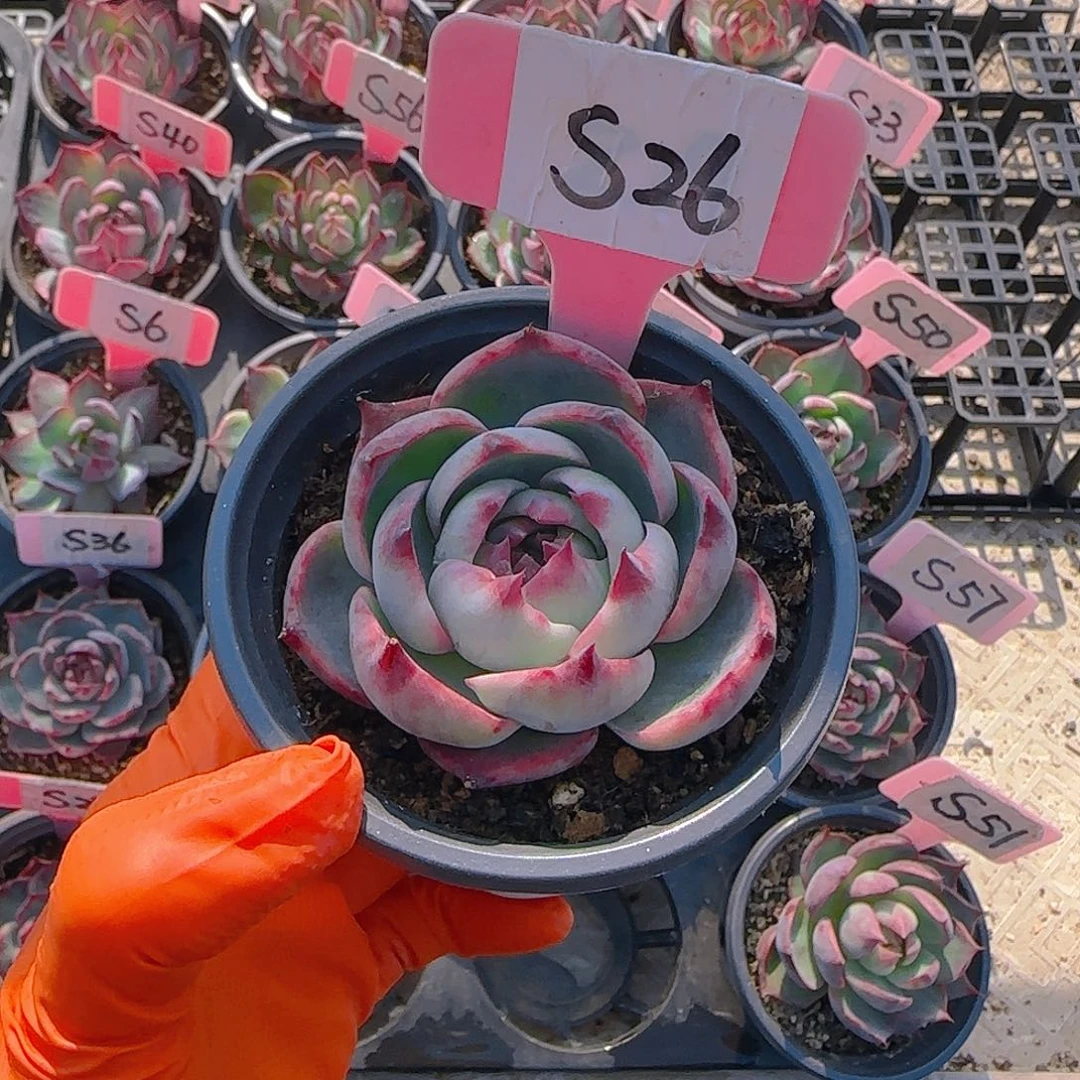 米*S26惊鸿单头多肉