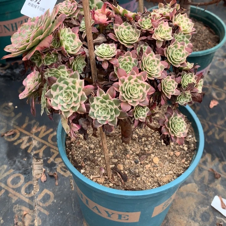 平****392霁月多肉植物特价