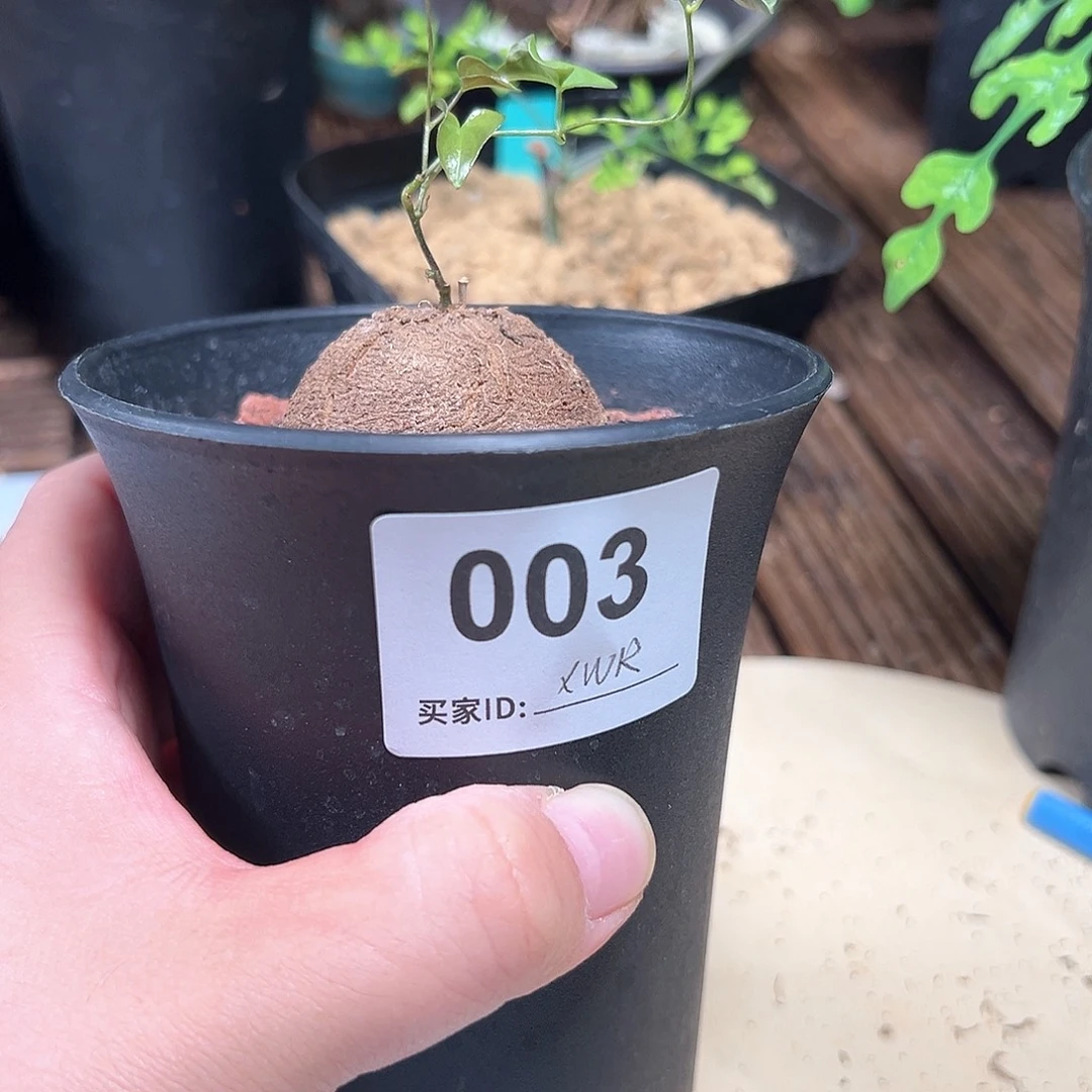 南非龟甲龙带盆包邮