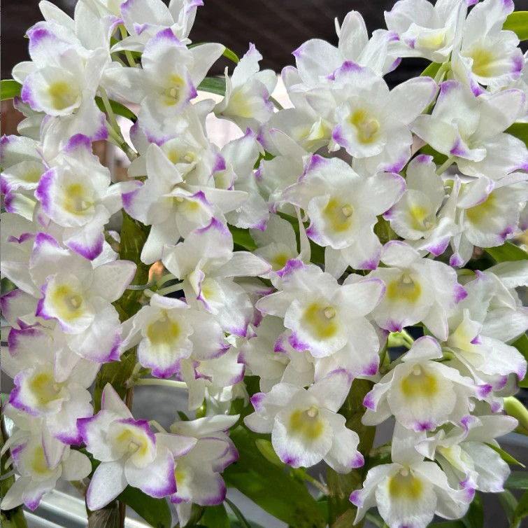 春石斛兰(甜心公主) 带花苞高品质盆栽兰花开花太美