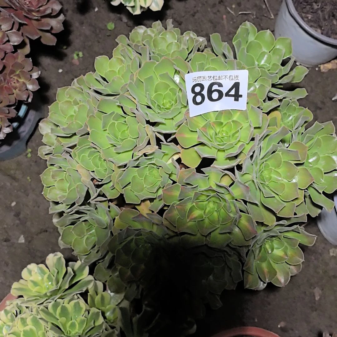 864女巫中班花花3-20