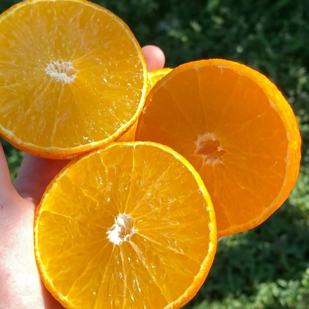 【老沙严选】象尚優品 象山红美人礼盒3斤左右礼盒装