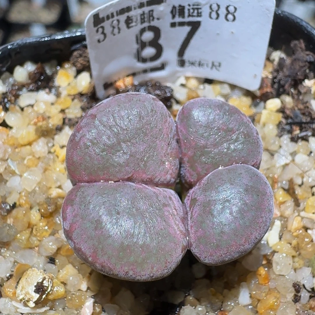 Zzzz精品生石花87
