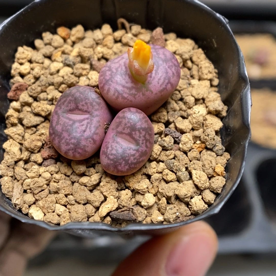 多肉植物肉锥杂交K-3570