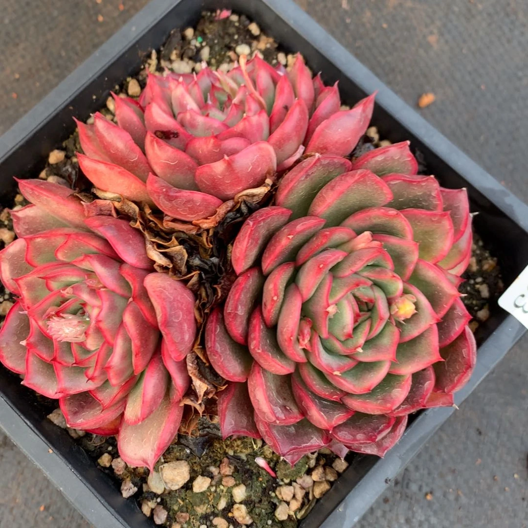 8763杂交多肉老桩