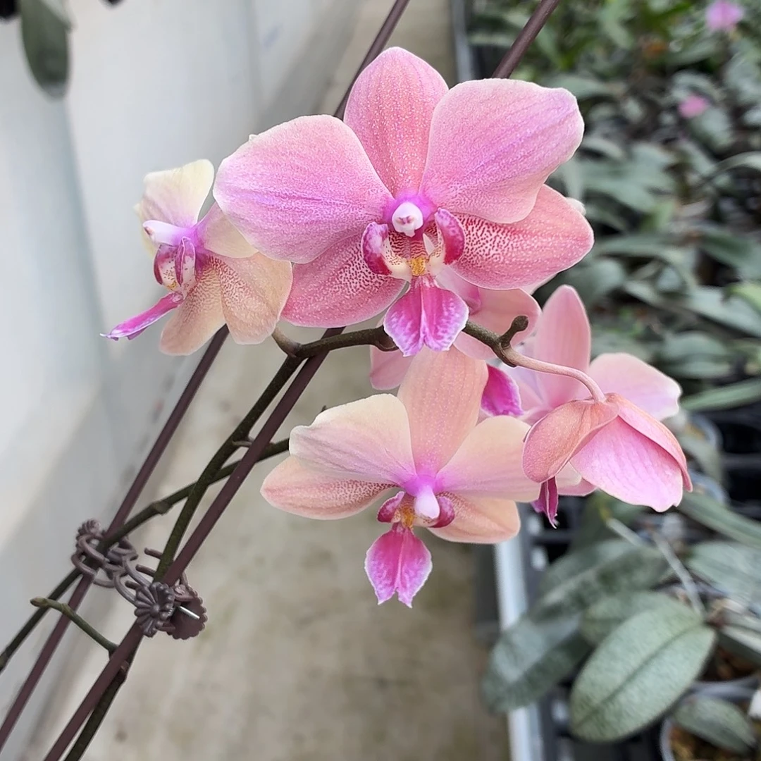 当前无花朵，栽培后可花朵A5568yss1171贵族西交玛丽