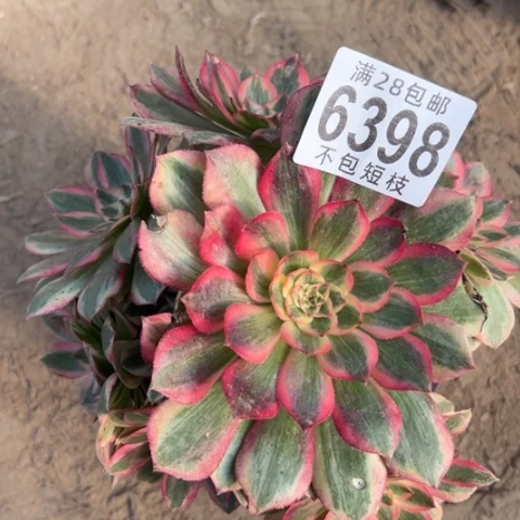 云河多肉植物法师6398