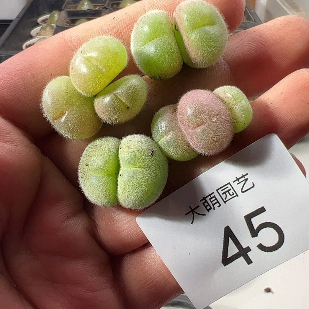 一物一拍1430.5水蜜桃。   45