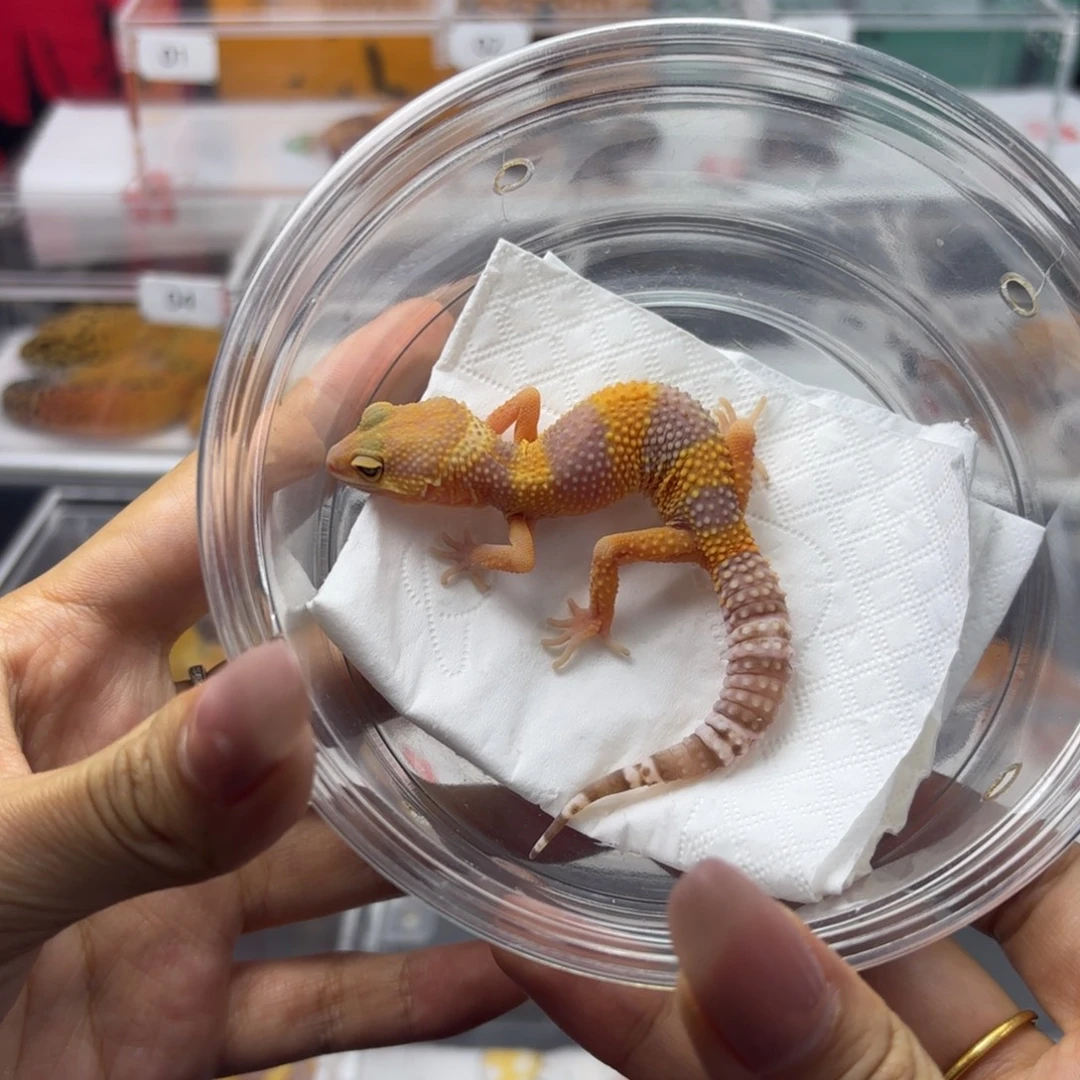 豹纹守宫橘白妹妹 N143