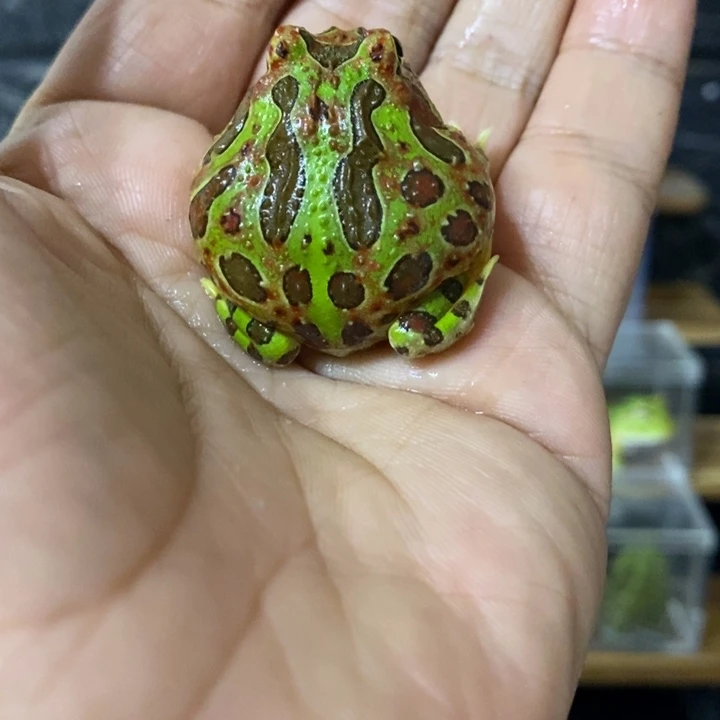 角蛙542双龙纹钟角