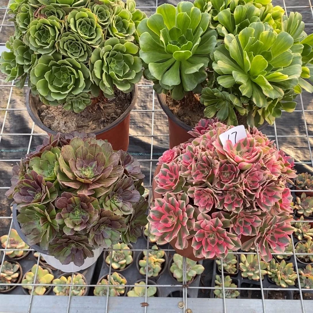 全部花朵多肉植物组合拼盘17