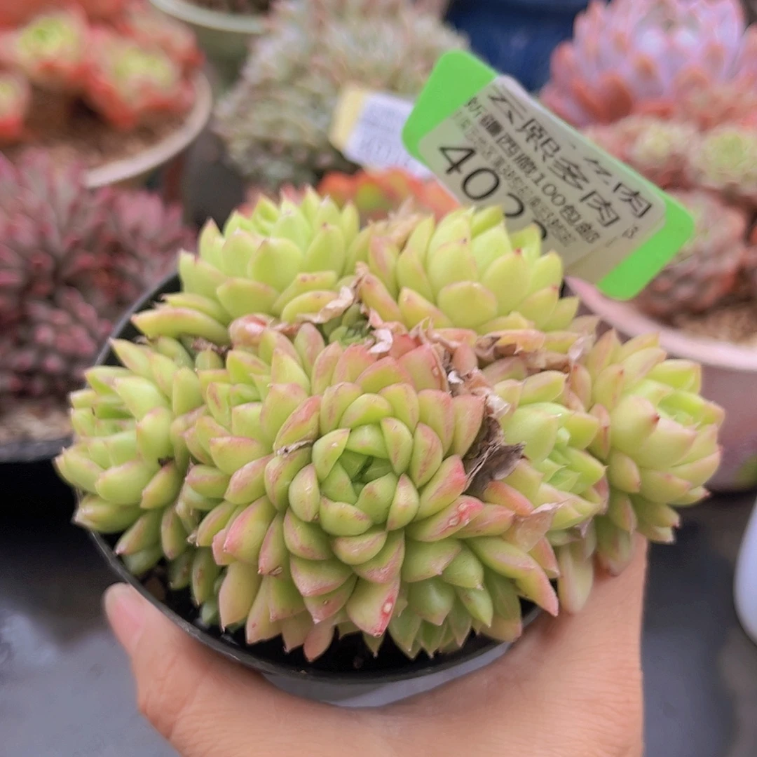 4023红女王多肉植物